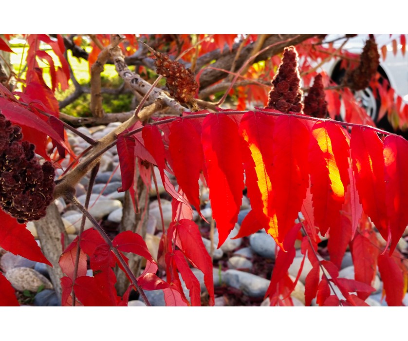 Staghorn Sumac